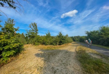 Biodiversiteit in Nationaal Park Bosland: ontdek de voordelen van boomsoortendiversiteit in bossen