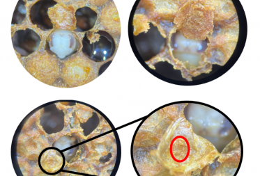 Maakt effectief herverzegelen van bijencellen bijenvolken beter bestand tegen de Varroa-mijt?